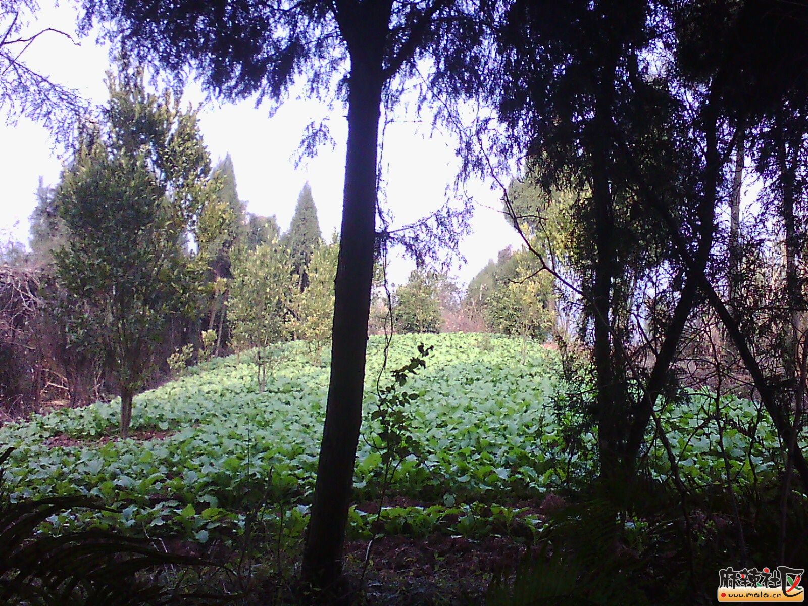 IMG15117.jpg