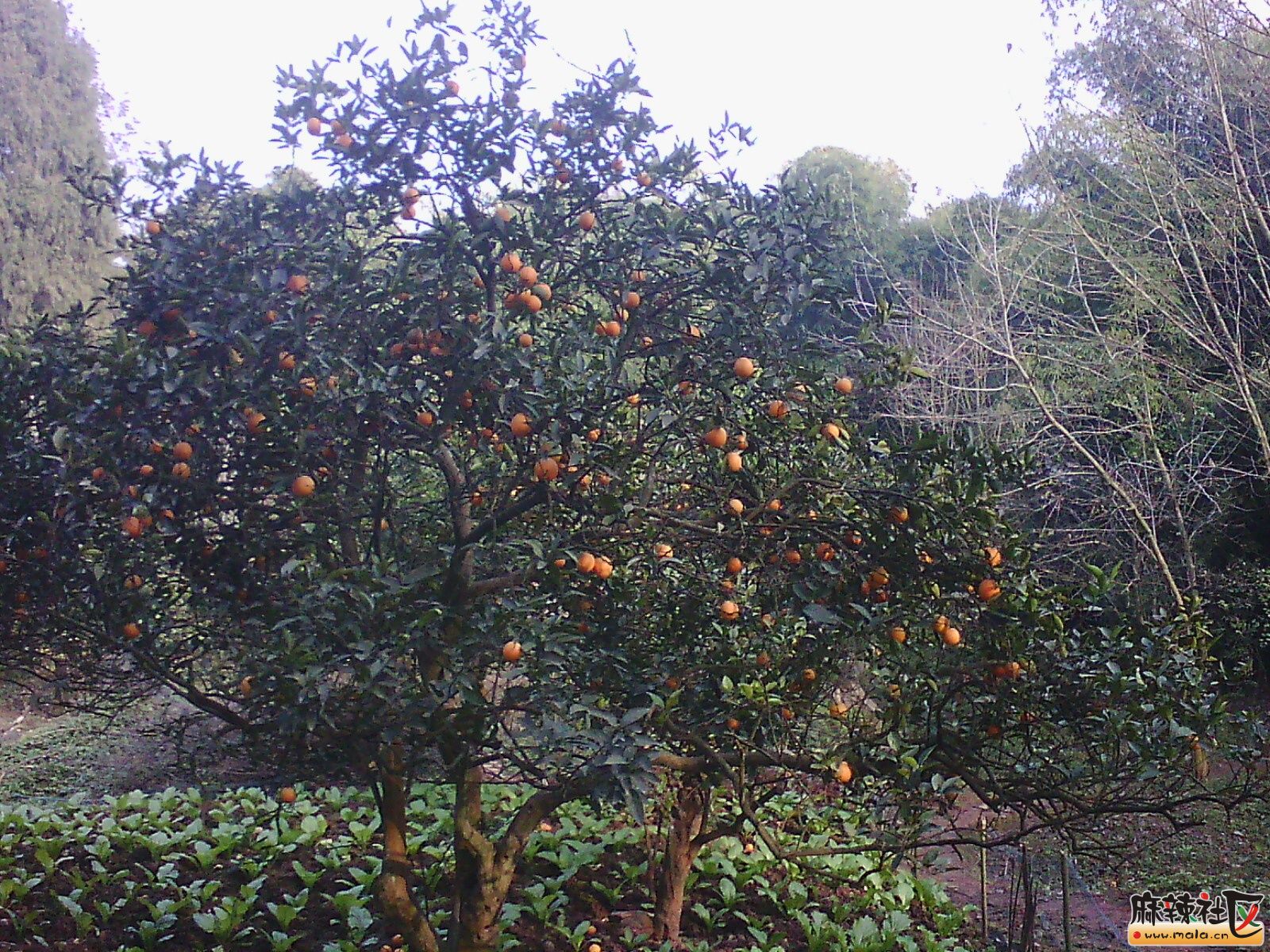 IMG15408.jpg