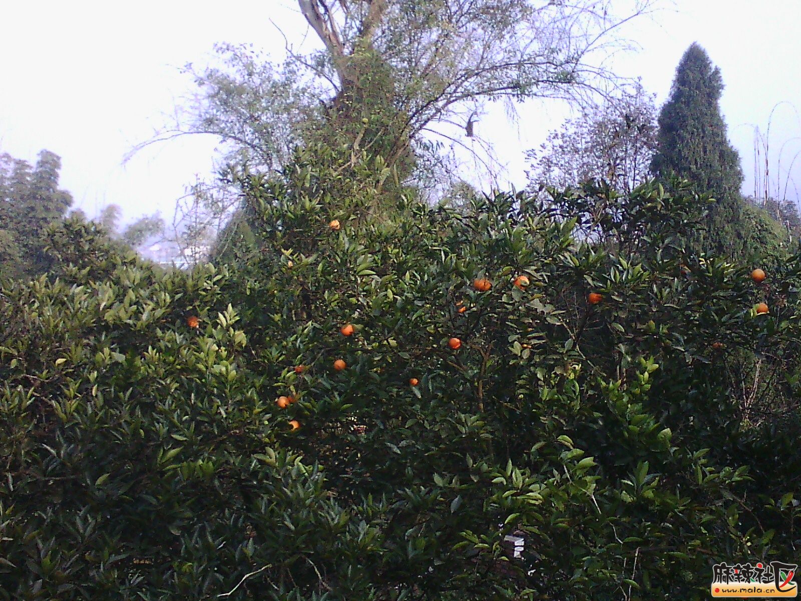 IMG15409.jpg