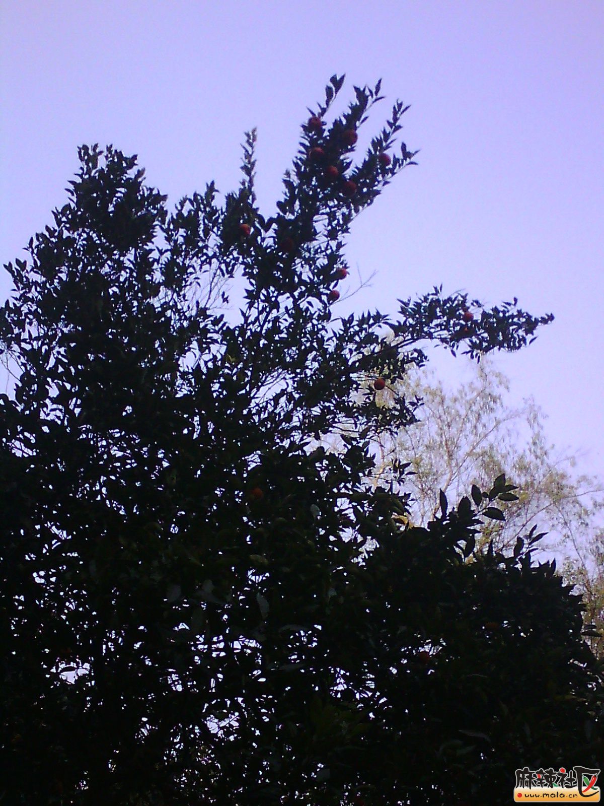 IMG15412.jpg