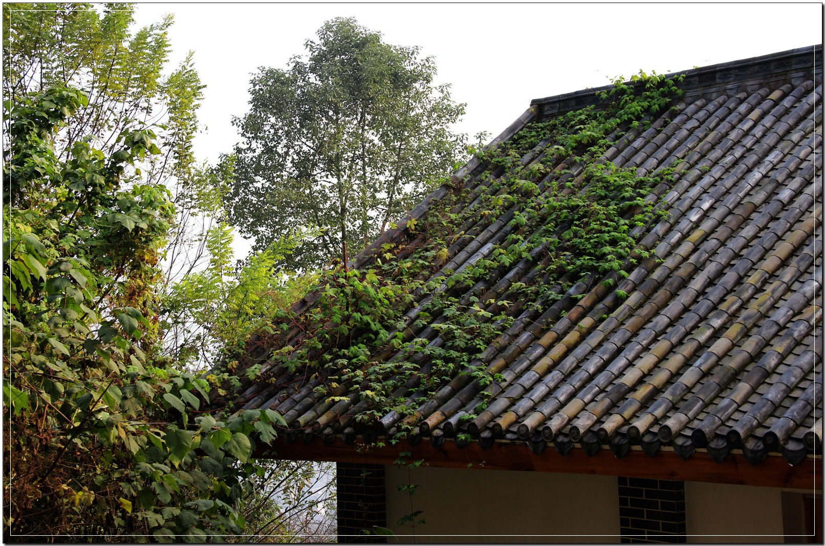 广安你好:翠屏公园,不一样就是不一样