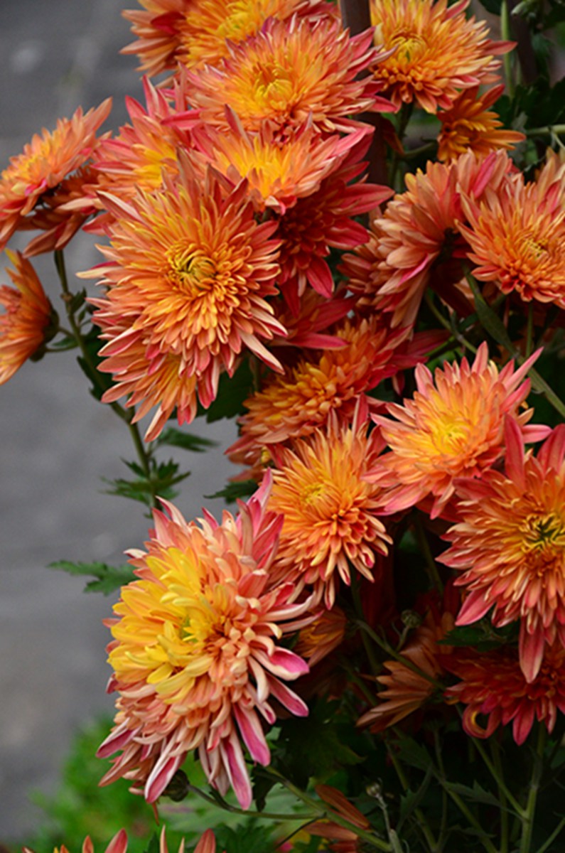 发冬菊几片祝新春吉祥