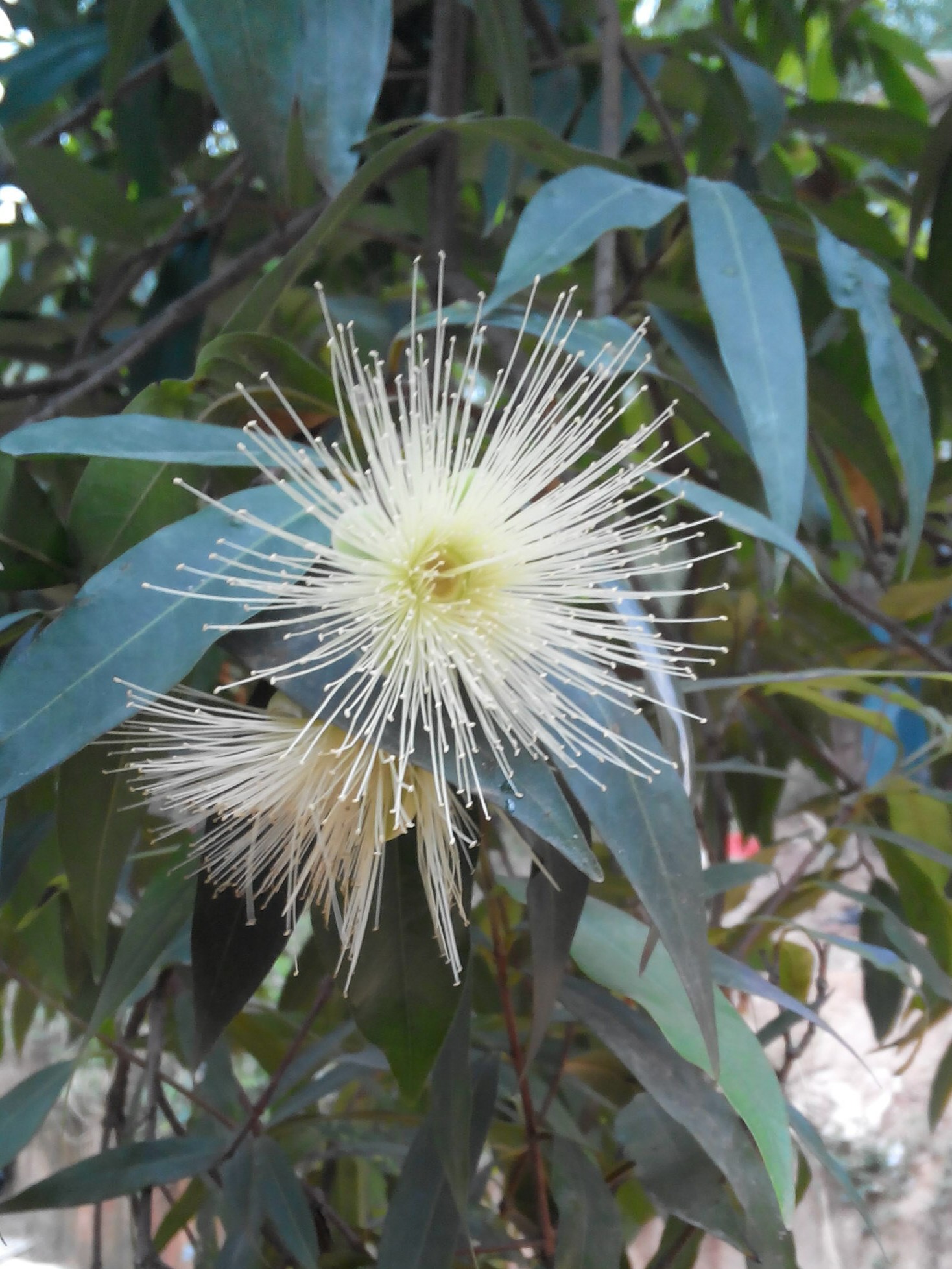 竹中君子 佛肚竹