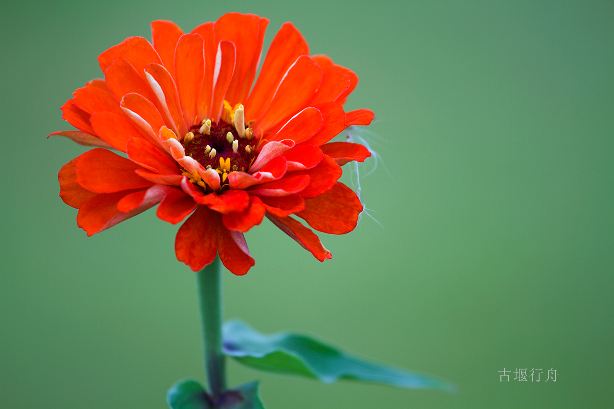 太阳花儿朵朵开