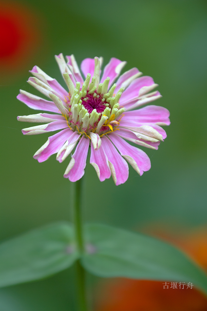 太阳花儿朵朵开