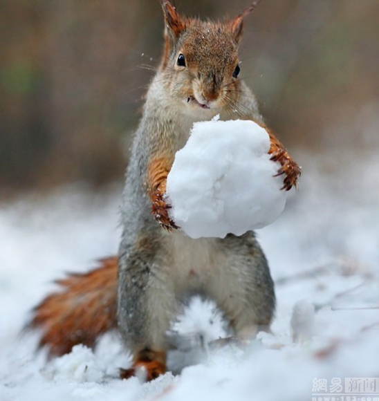 俄罗斯:小松鼠堆雪人