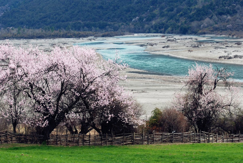 【寻访最美春天】 2015年3月30日,一起去西藏林芝看桃花