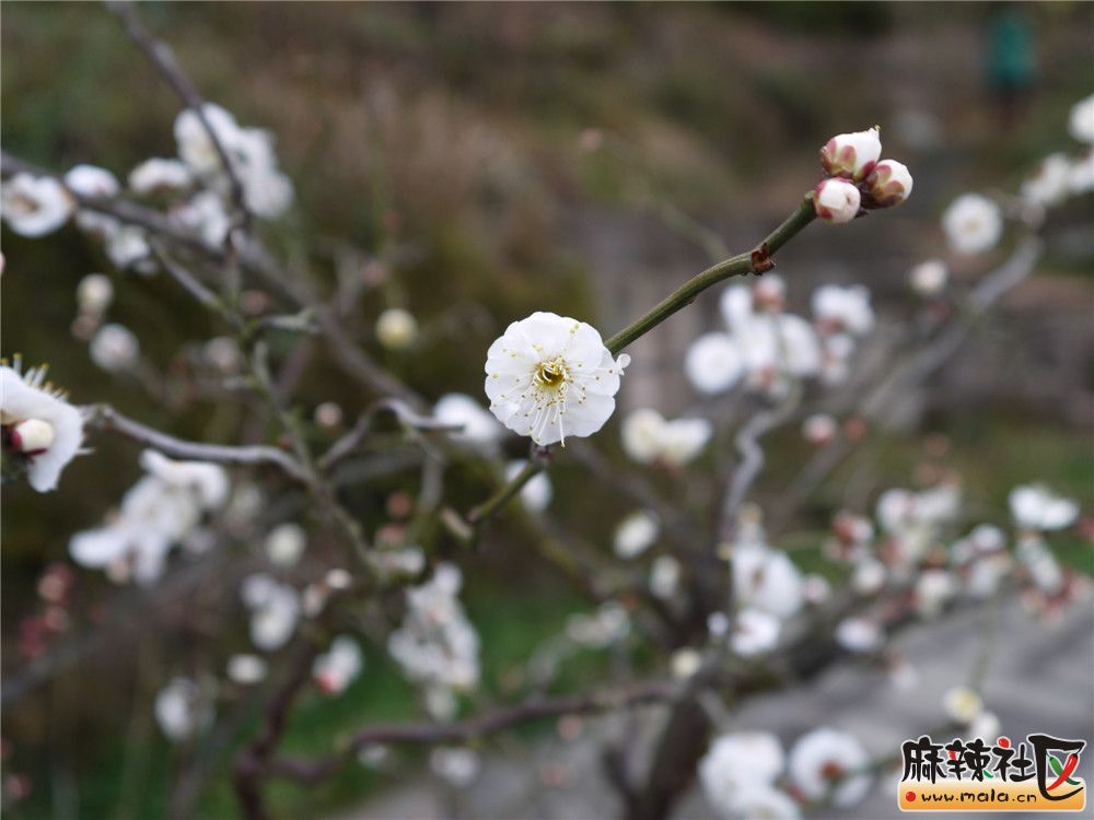 P1090741.JPG