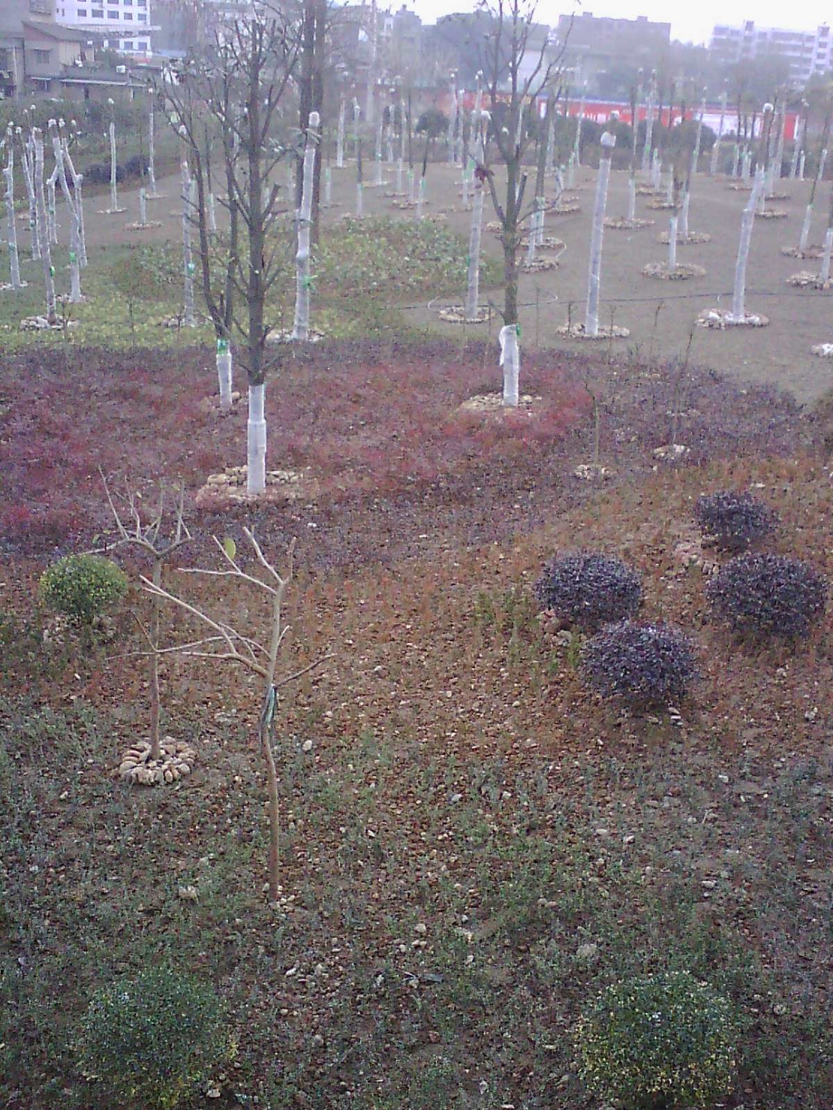 IMG17449.jpg