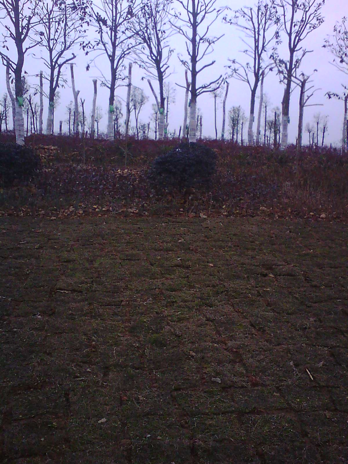 IMG17476.jpg