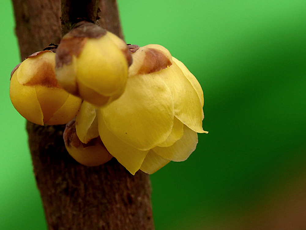 拍出绿背景的腊梅花