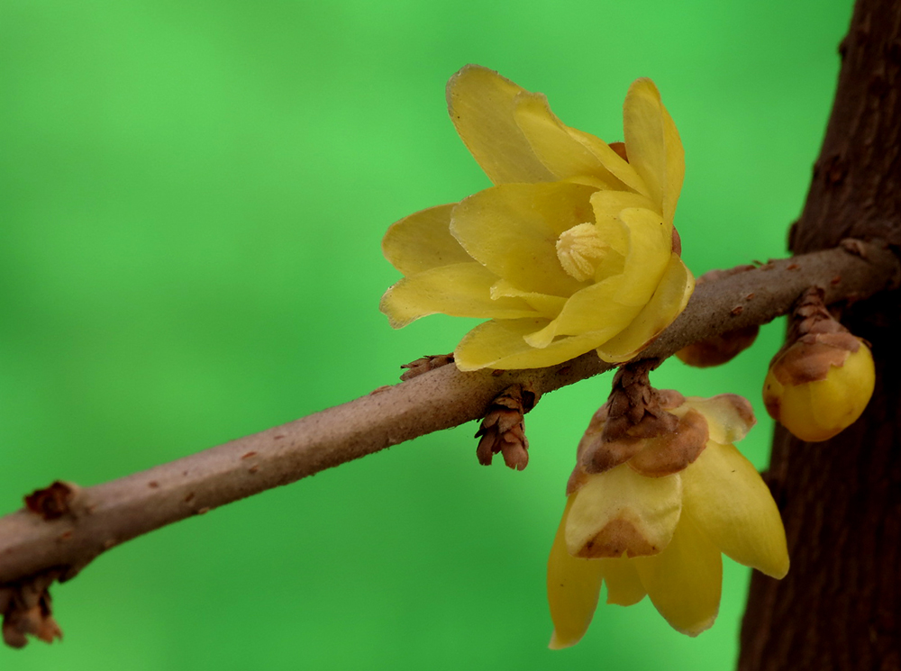 拍出绿背景的腊梅花