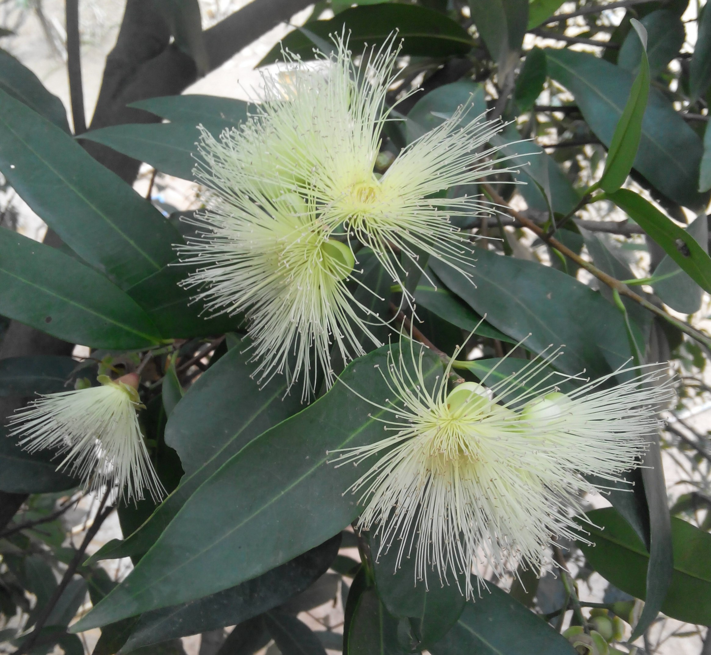 即将凋谢的梦露花