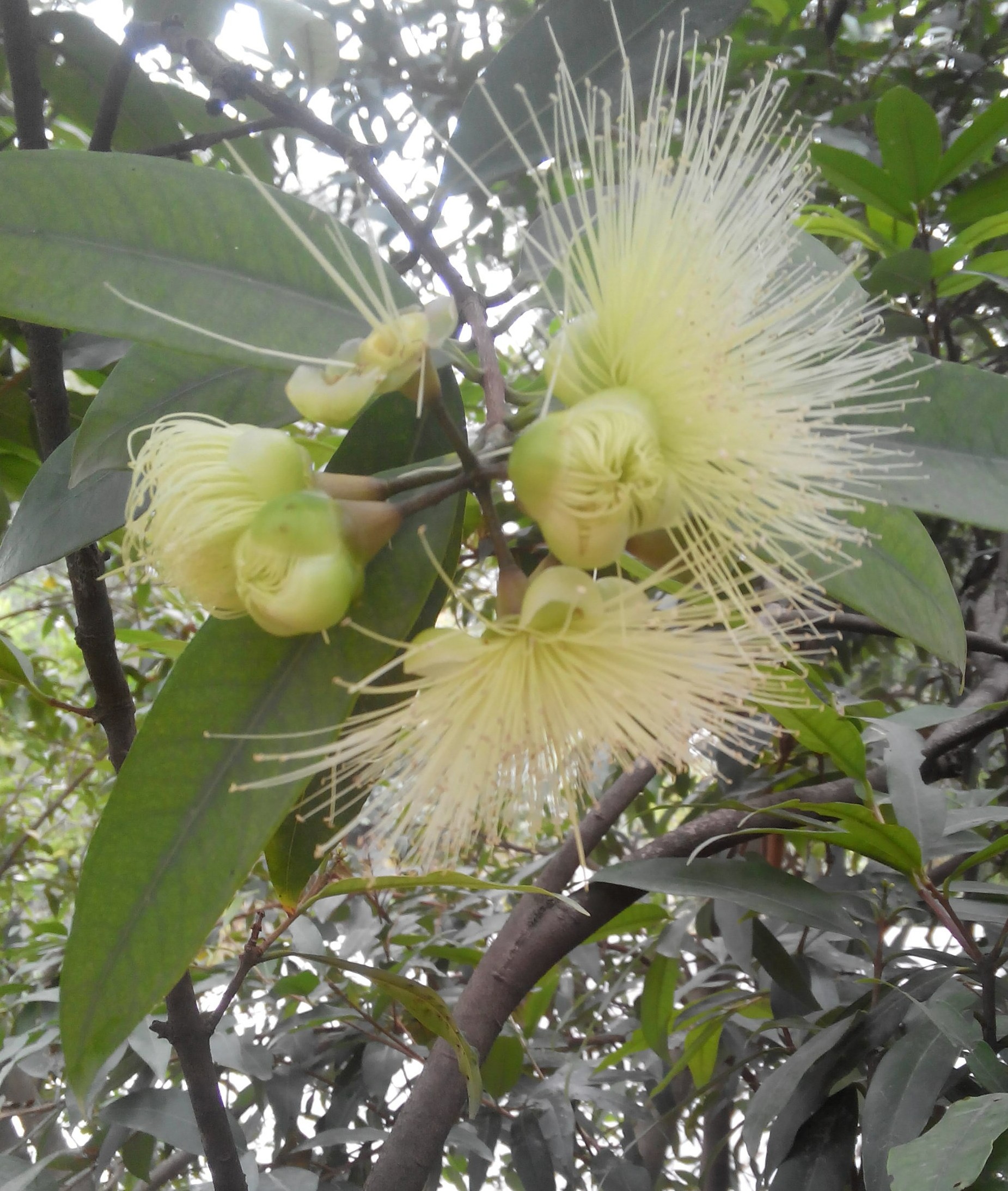 即将凋谢的梦露花-蓬安论坛-麻辣社区-四川第一网络