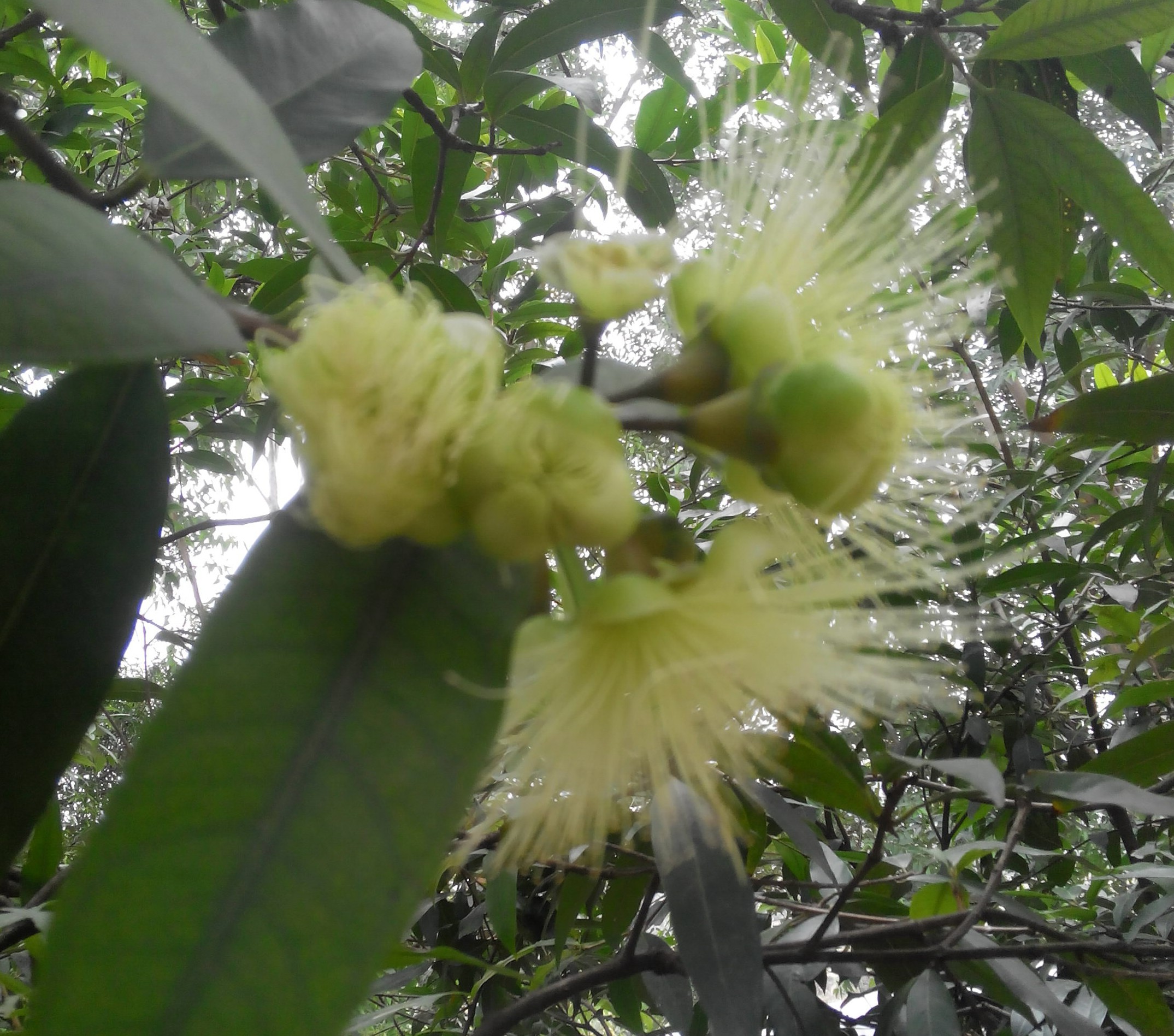 即将凋谢的梦露花