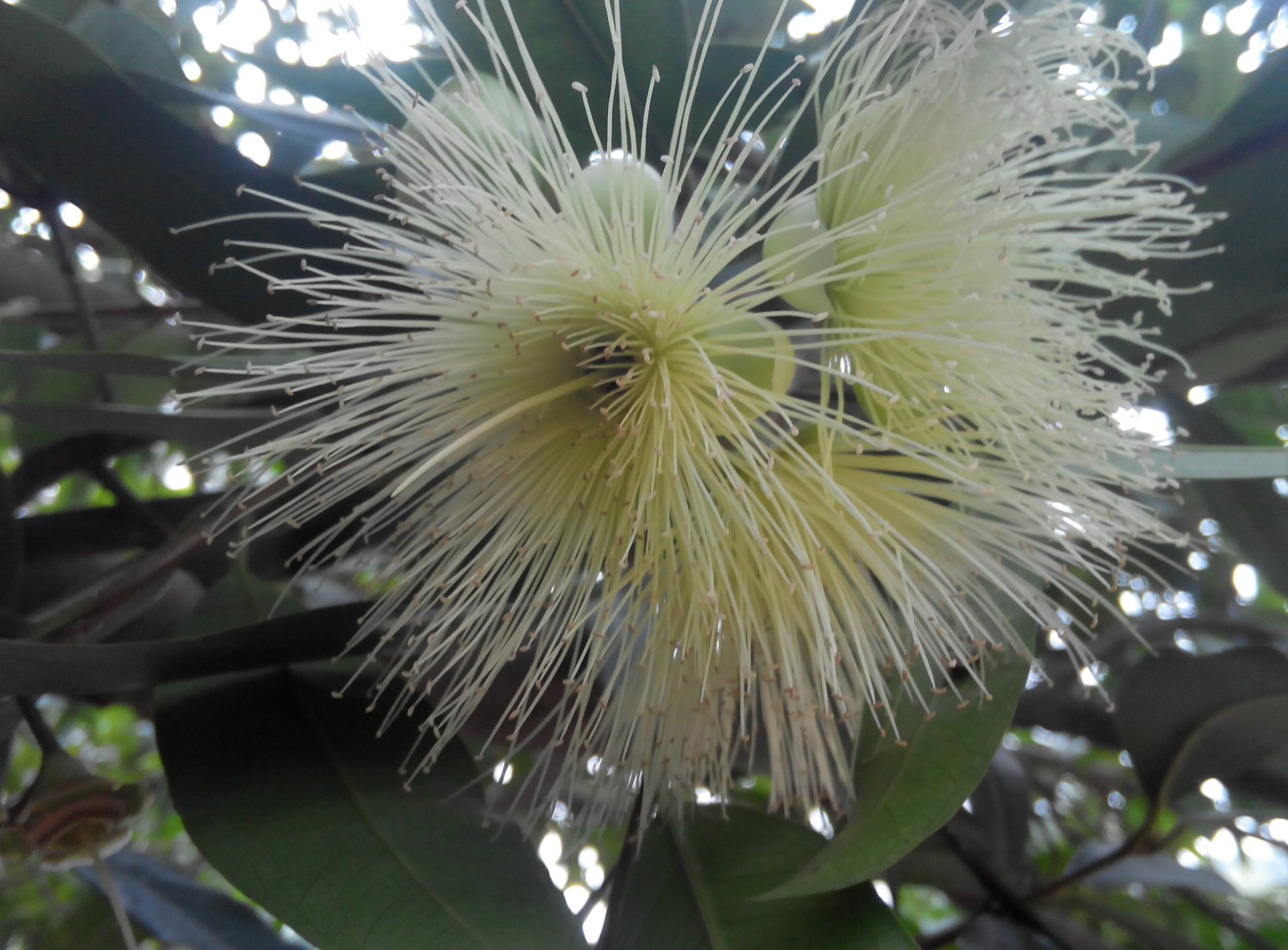 即将凋谢的梦露花-蓬安论坛-麻辣社区-四川第一网络