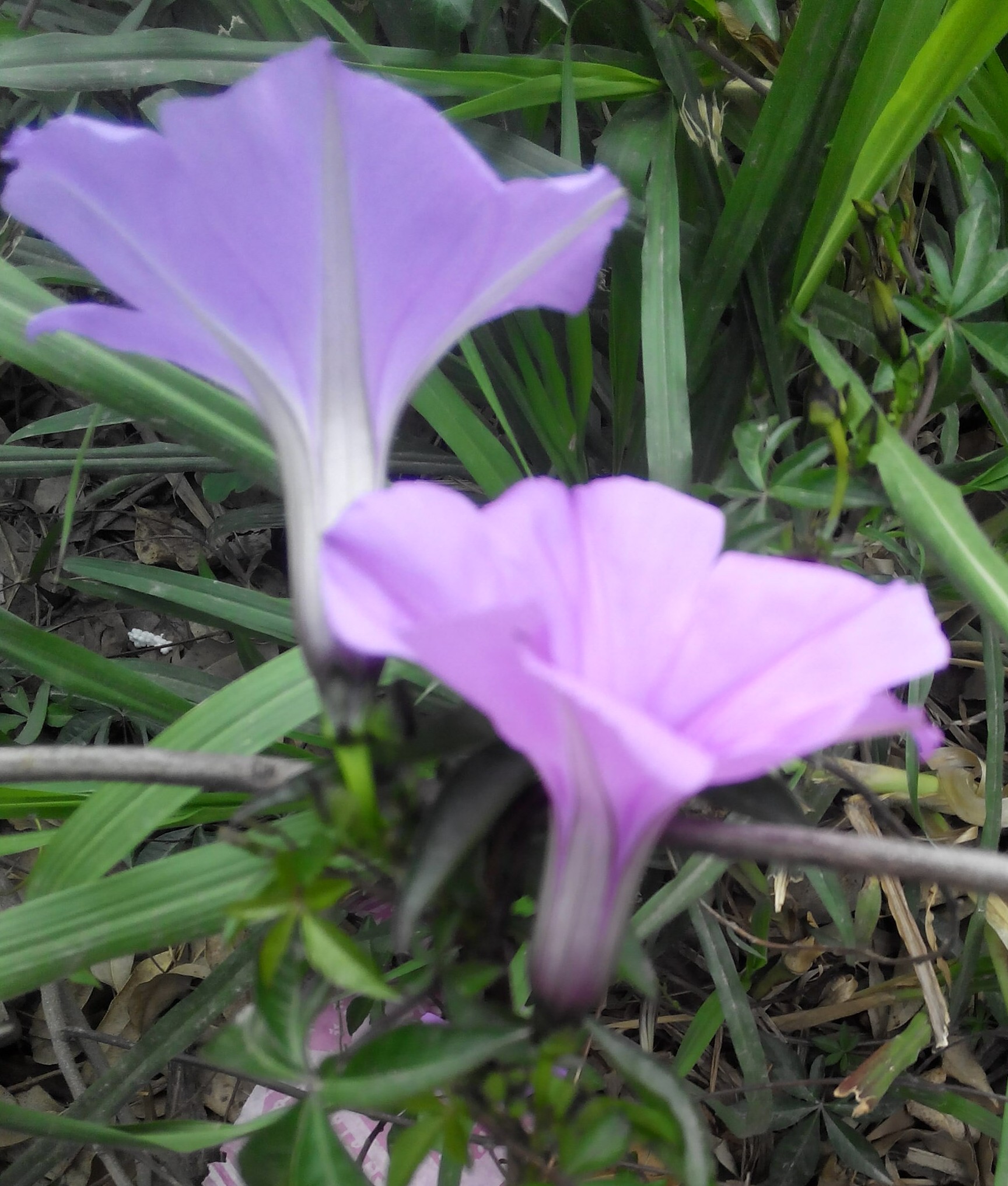 即将凋谢的梦露花