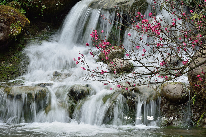 梅花有意随流水 流水无心恋梅花