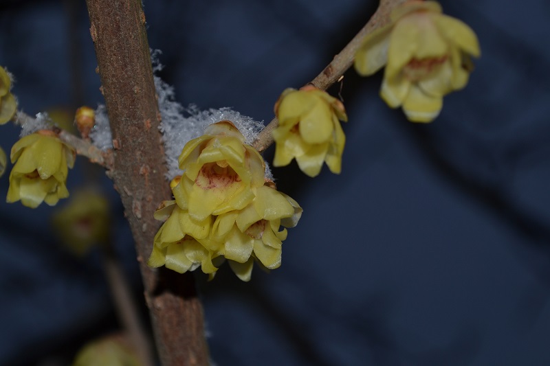 DSC_0040.JPG