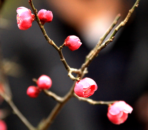 QQͼƬ20150202113801.png