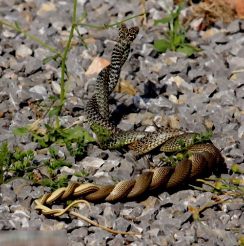 恐怖蛇交!谁看见过?反正我是亲眼看见过