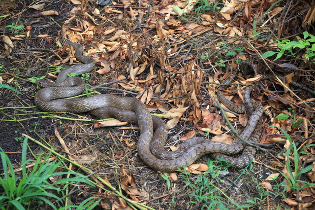 恐怖蛇交!谁看见过?反正我是亲眼看见过