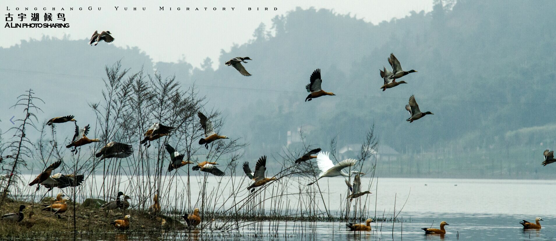 隆昌古宇湖候鸟图片图片