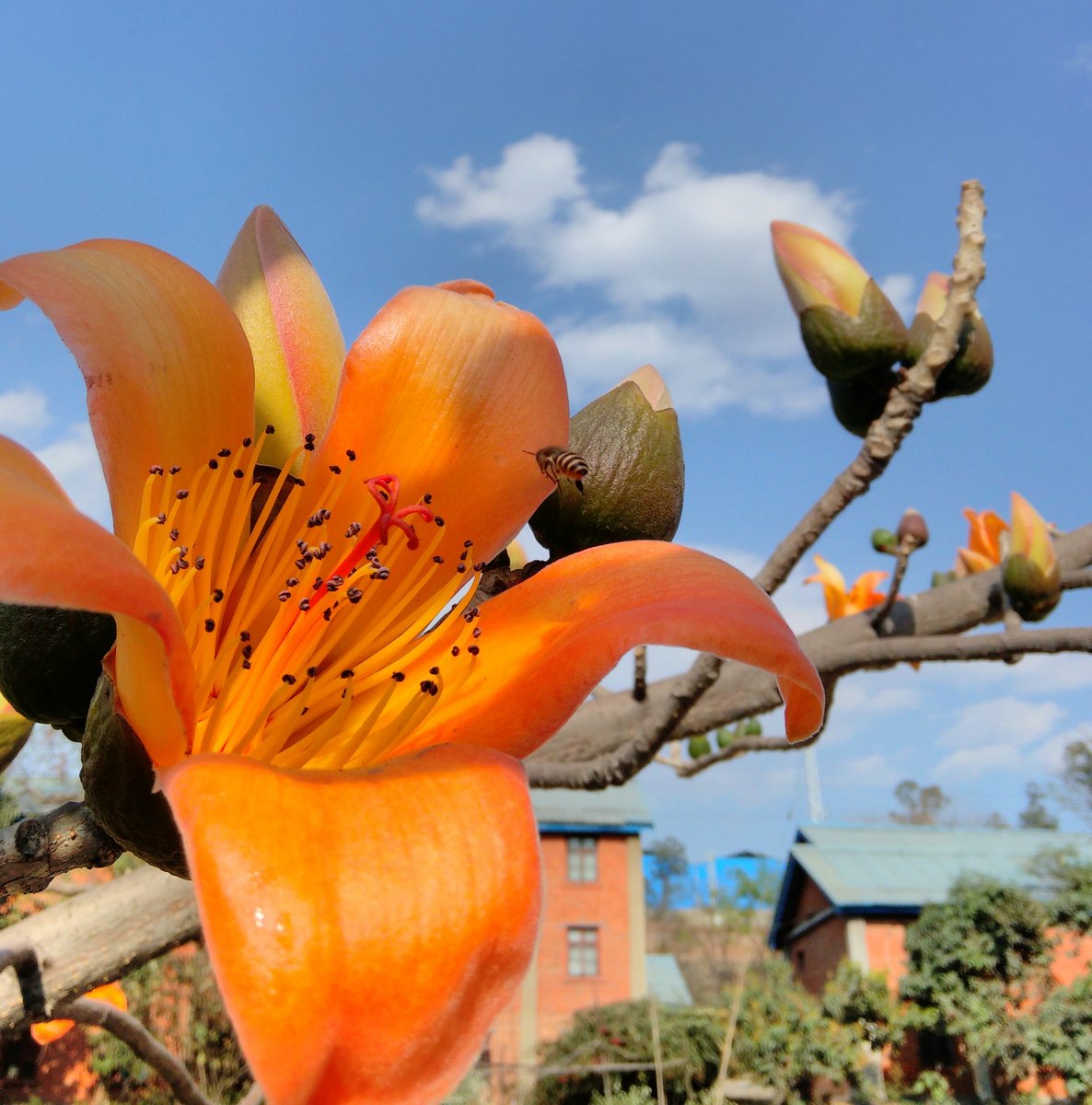 攀枝花花朵花卉图片