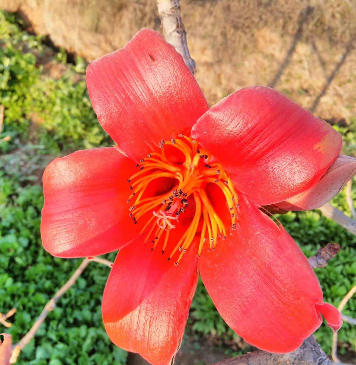 攀枝花花朵 特色图片