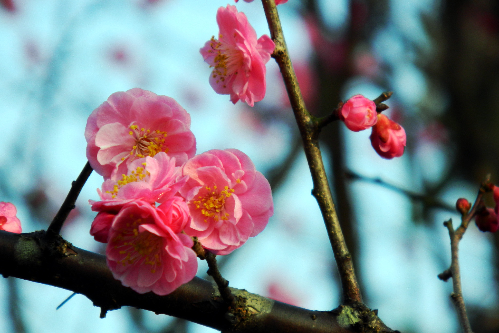 红梅海棠齐迎新春的到来(祝广大网友春节快乐)
