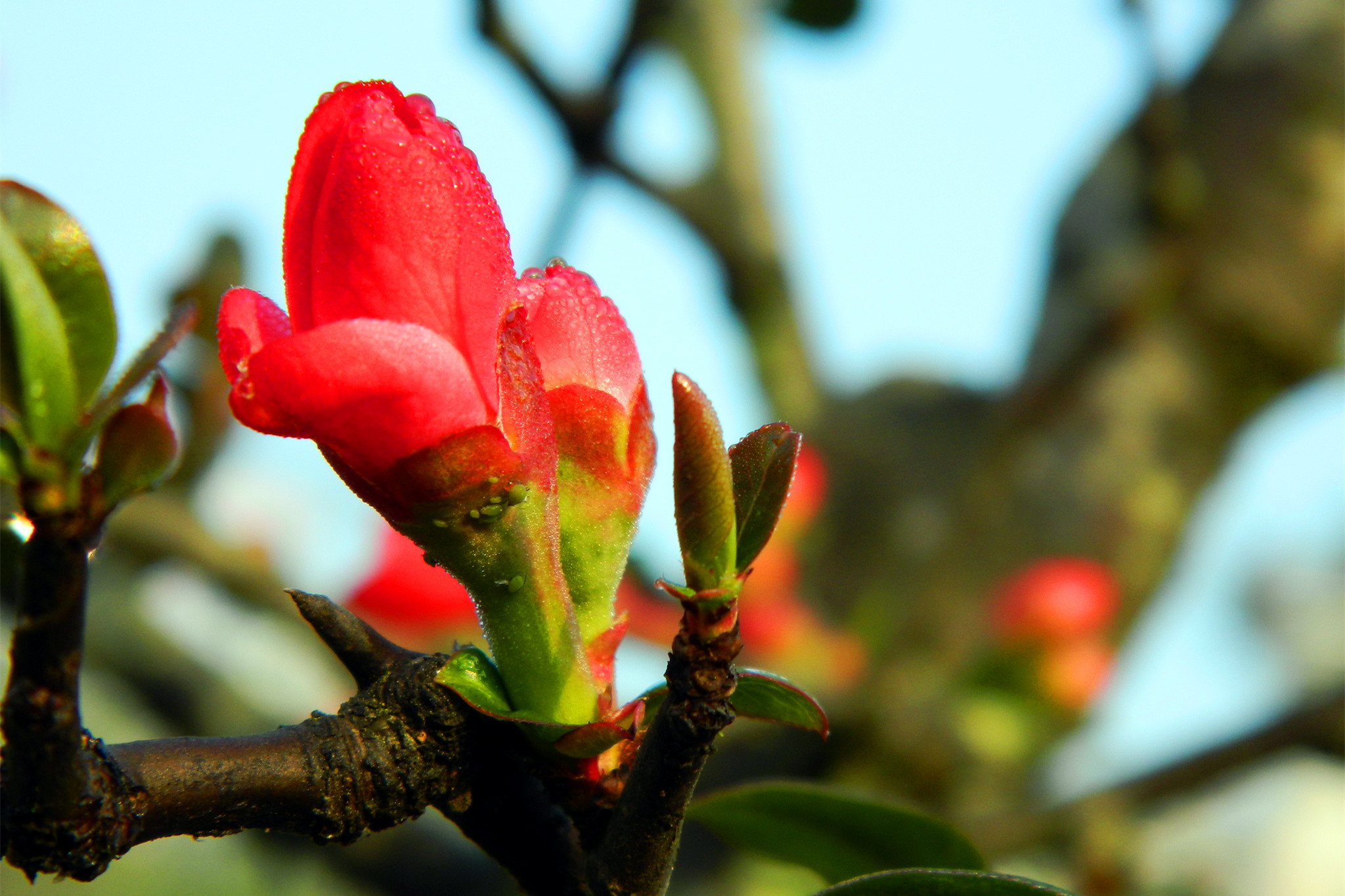 红梅海棠齐迎新春的到来(祝广大网友春节快乐)
