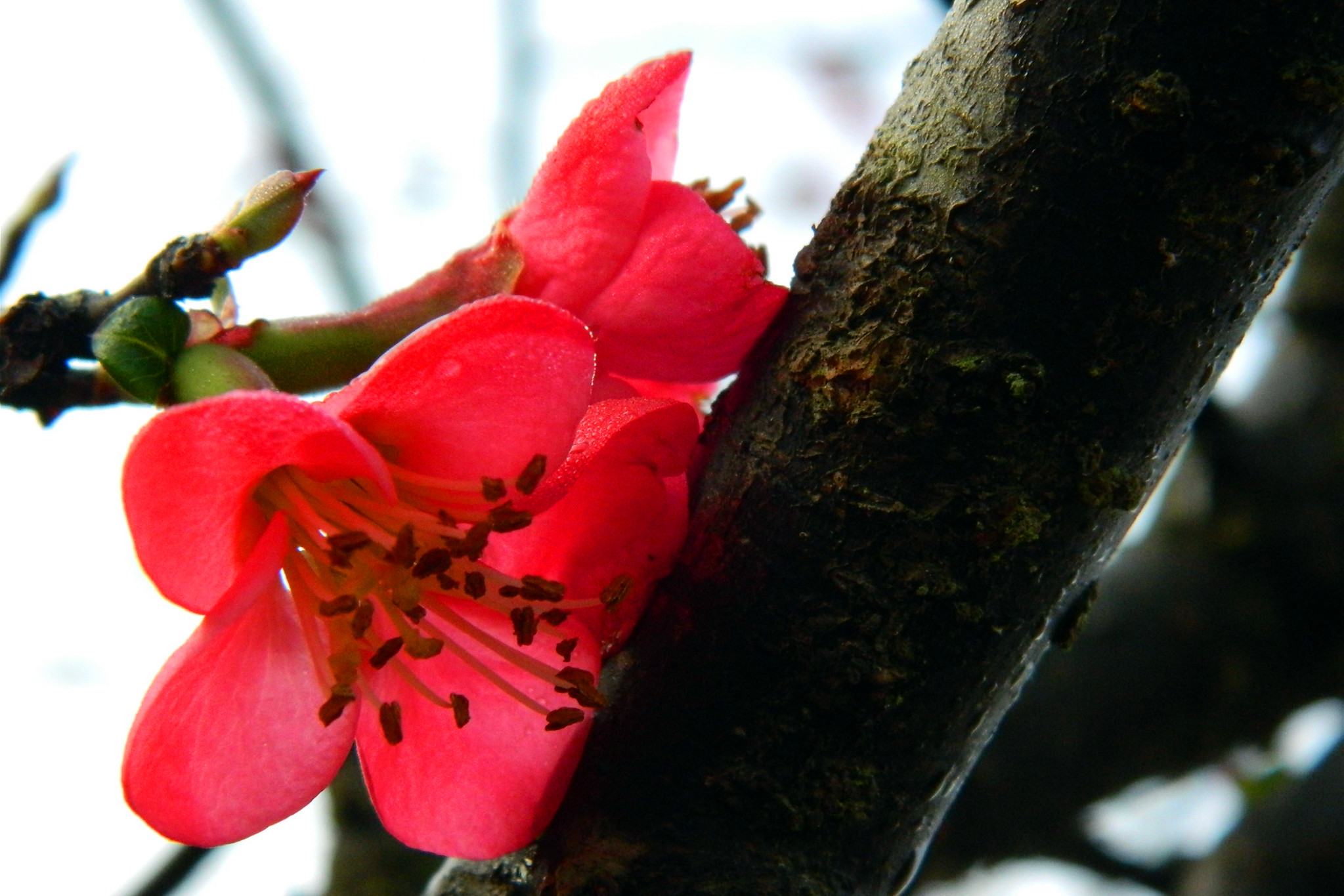 红梅海棠齐迎新春的到来(祝广大网友春节快乐)