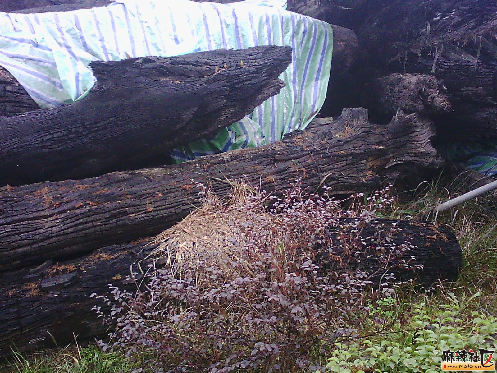 其实地下挖出来的阴木堆积如山不是都值钱,-蓬安论坛