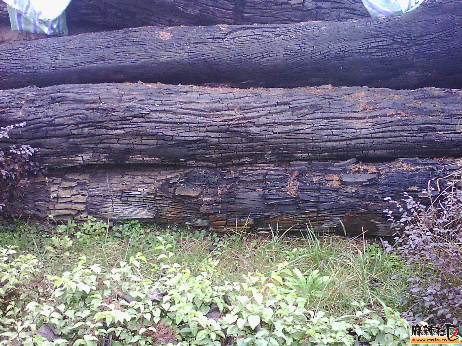 其实地下挖出来的阴木堆积如山不是都值钱,-蓬安论坛