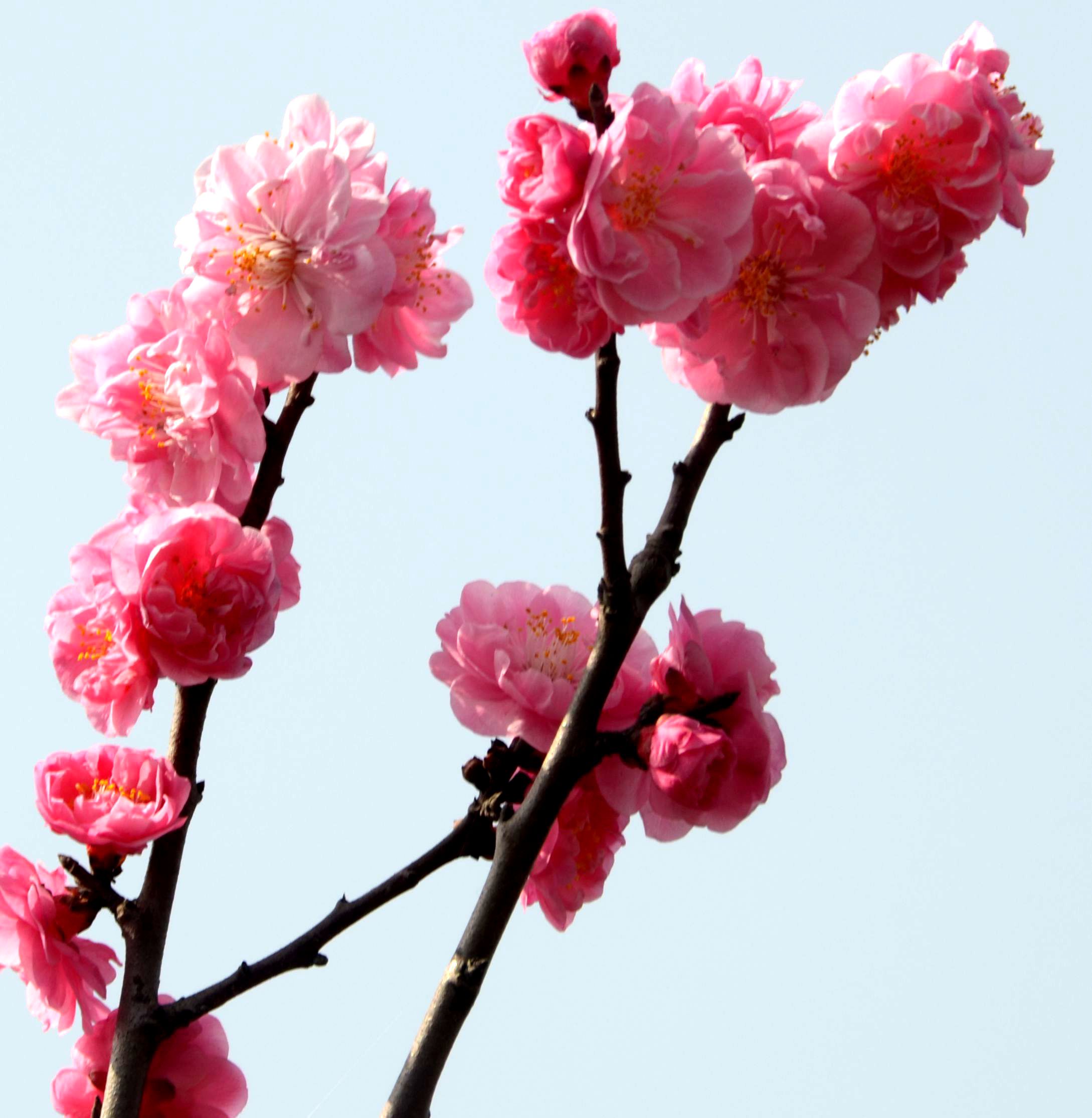 春天耒了红梅开了