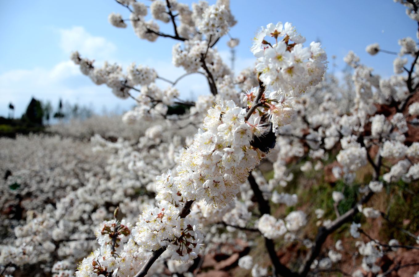 磐安东川野樱花图片