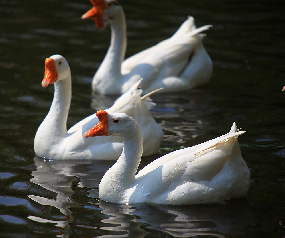 动物园一日游之鹅