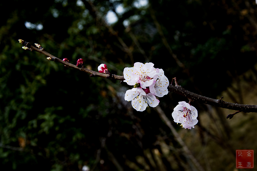 DSC_0135.jpg