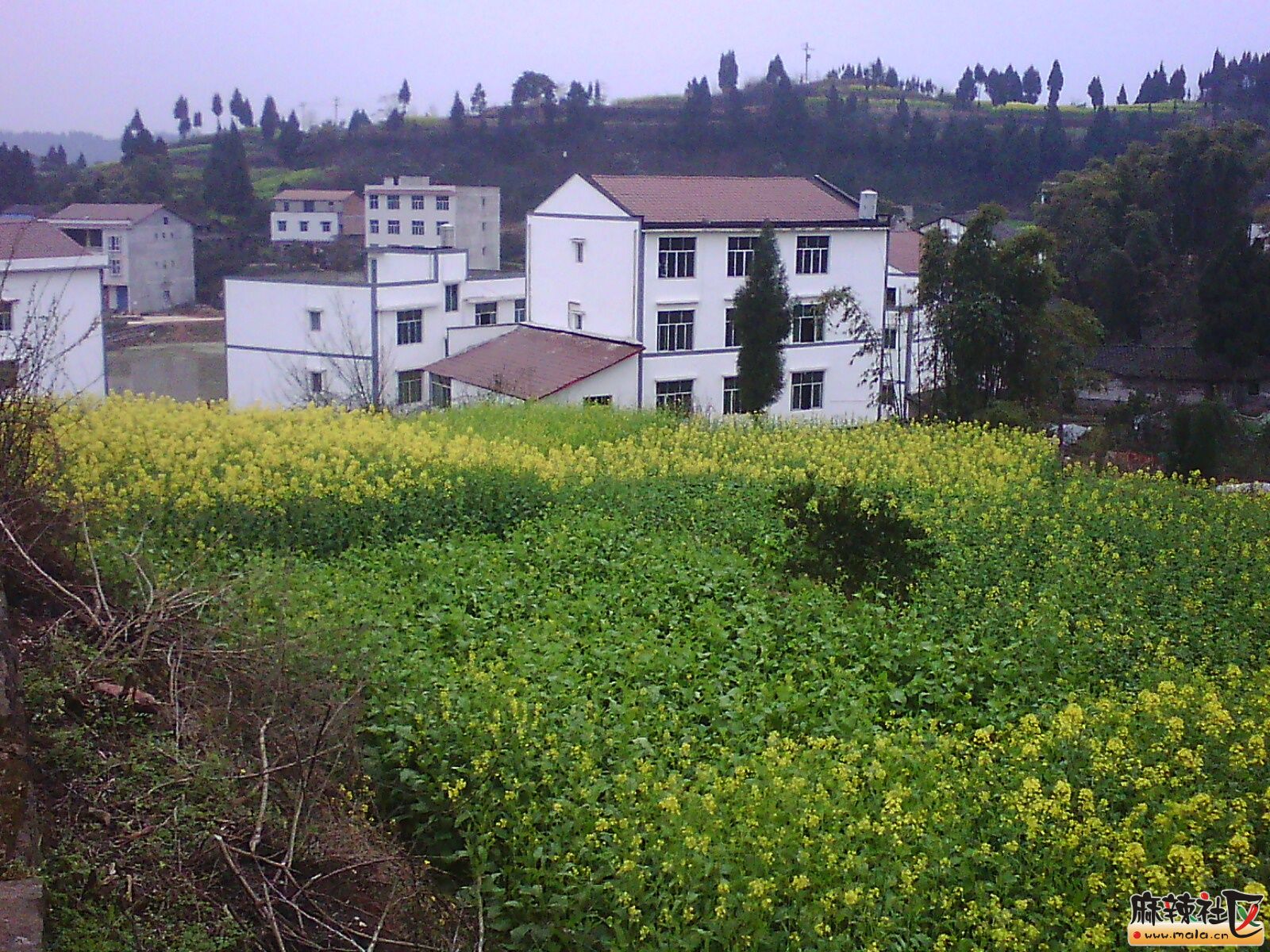IMG19676.jpg