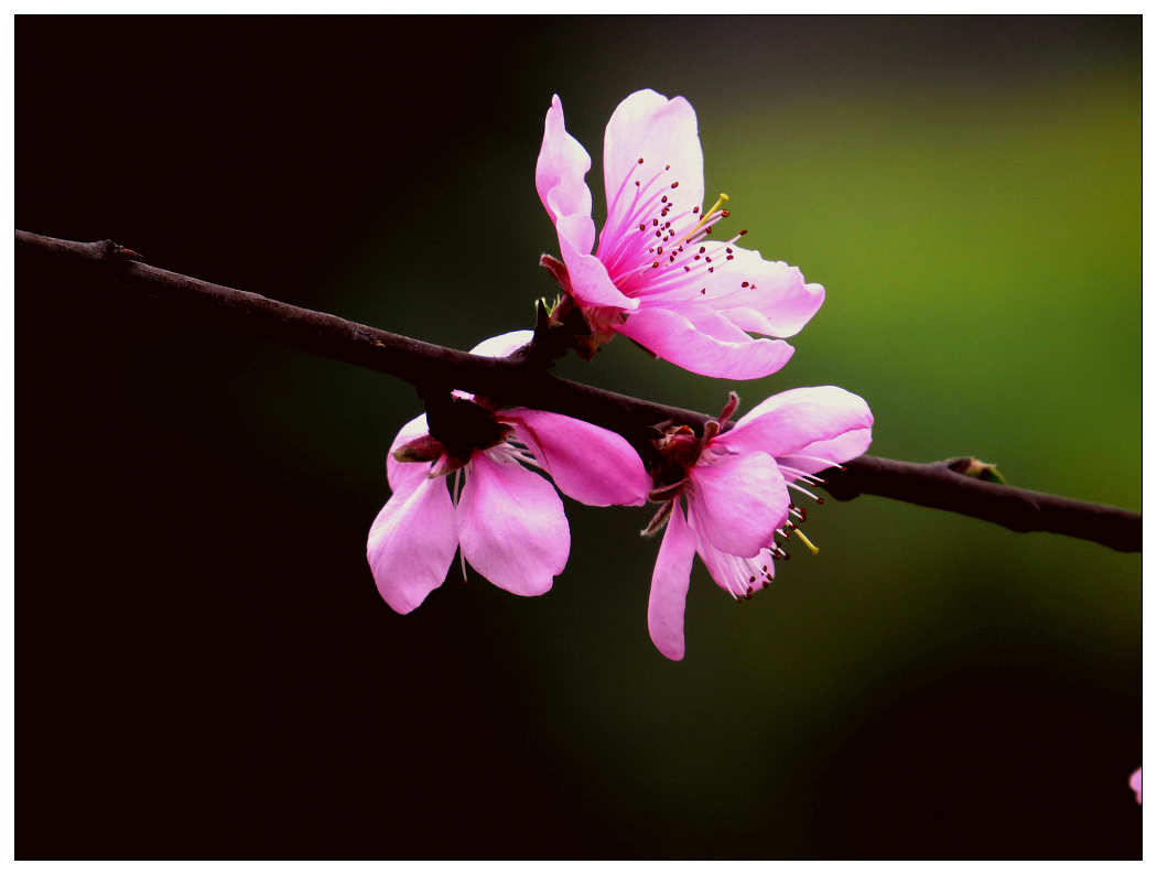 鑼鼓迎新春百花春滿園