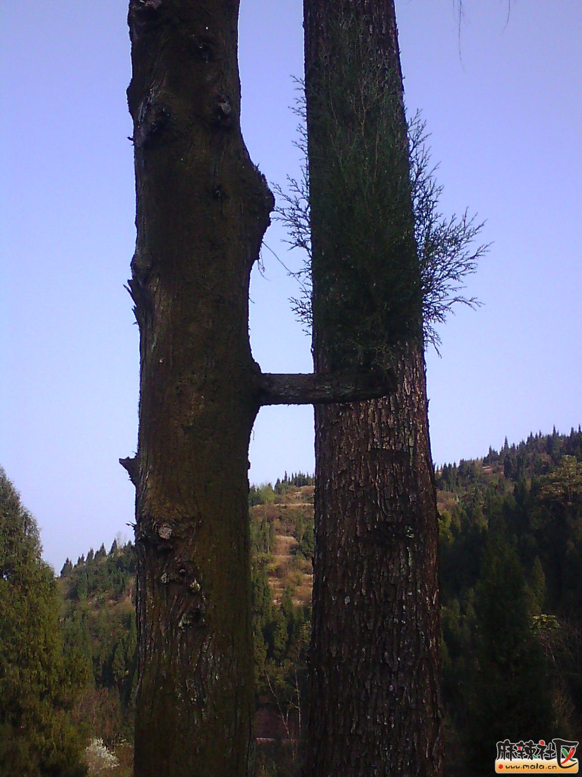 IMG19932.jpg