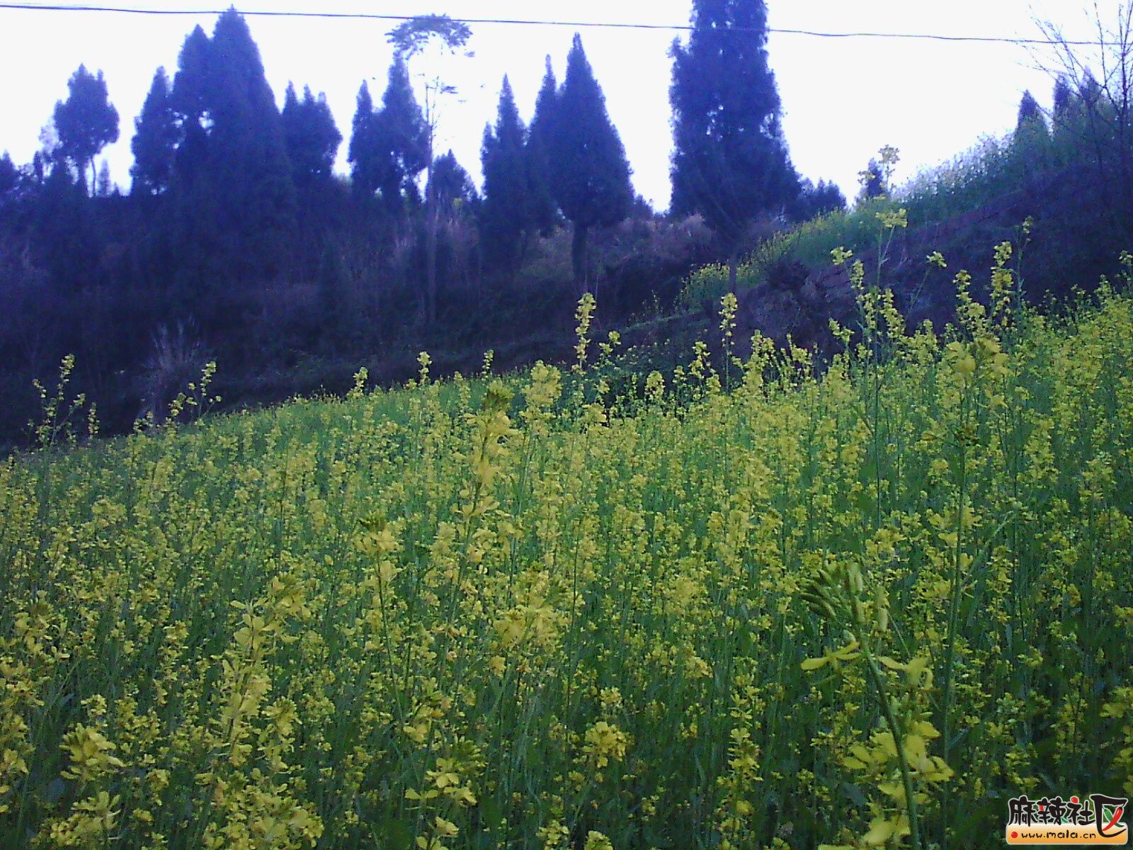 IMG00075.jpg