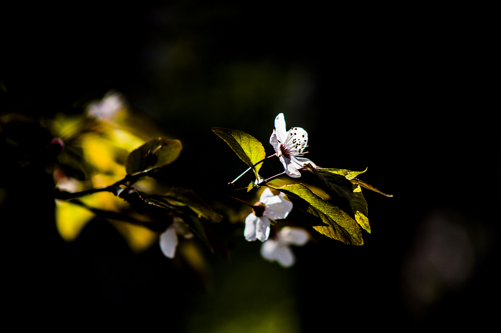 _MG_6399.jpg