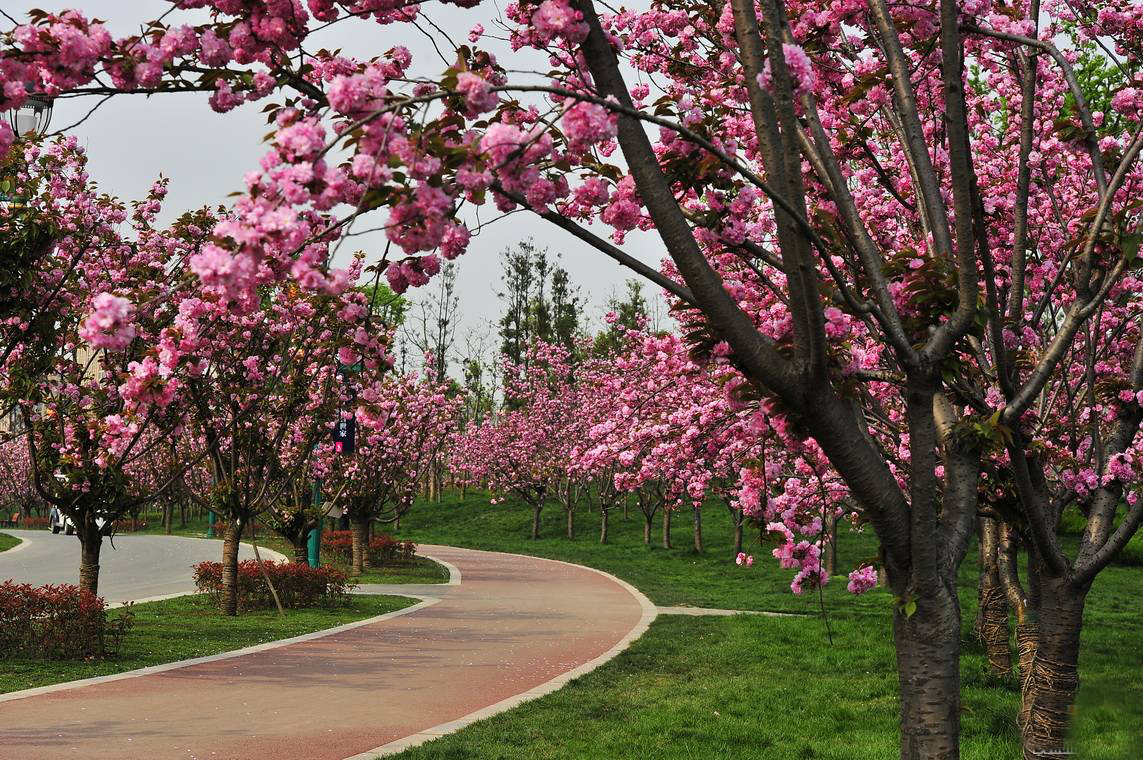 成都樱花观赏地图片