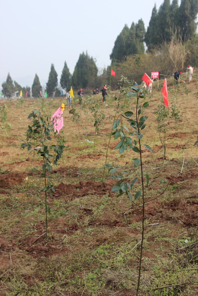 蓬安职业中学开展义务植树活动