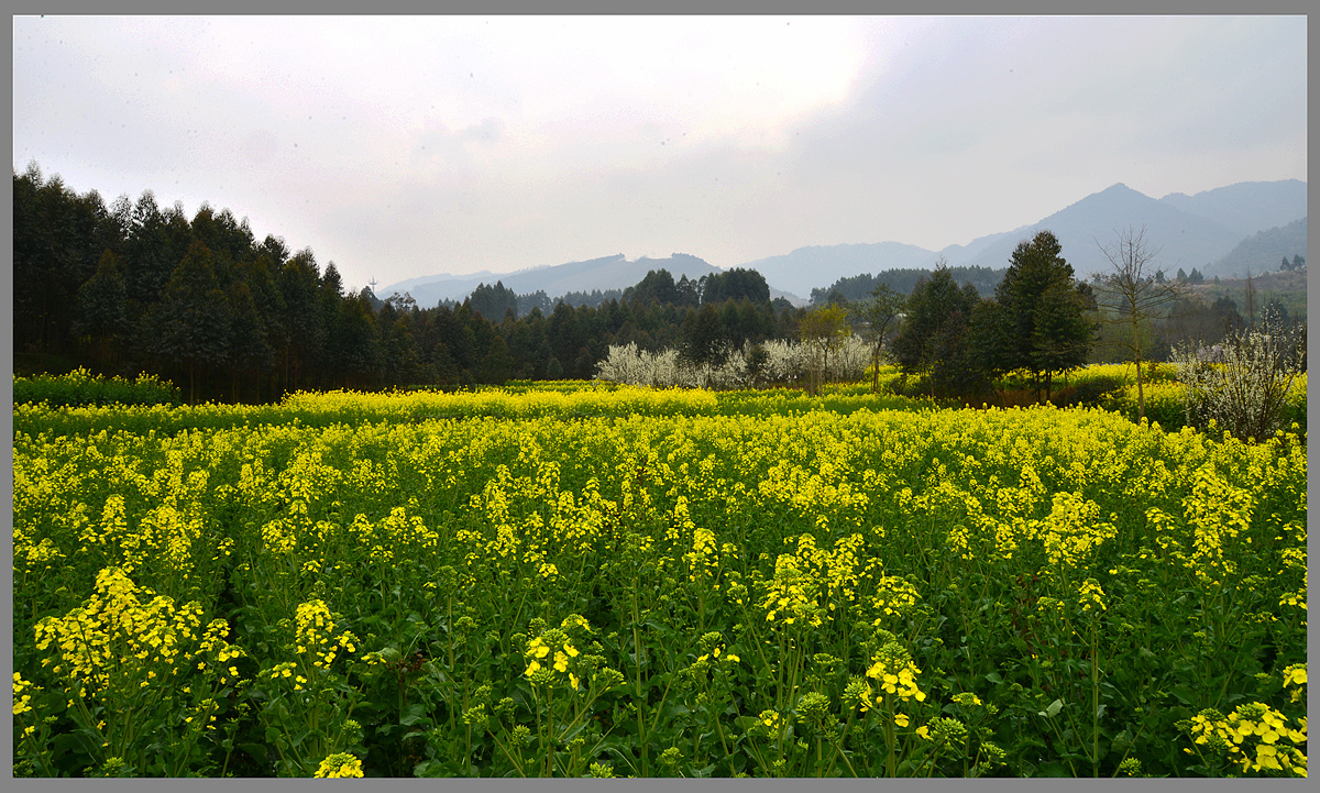 田園春色