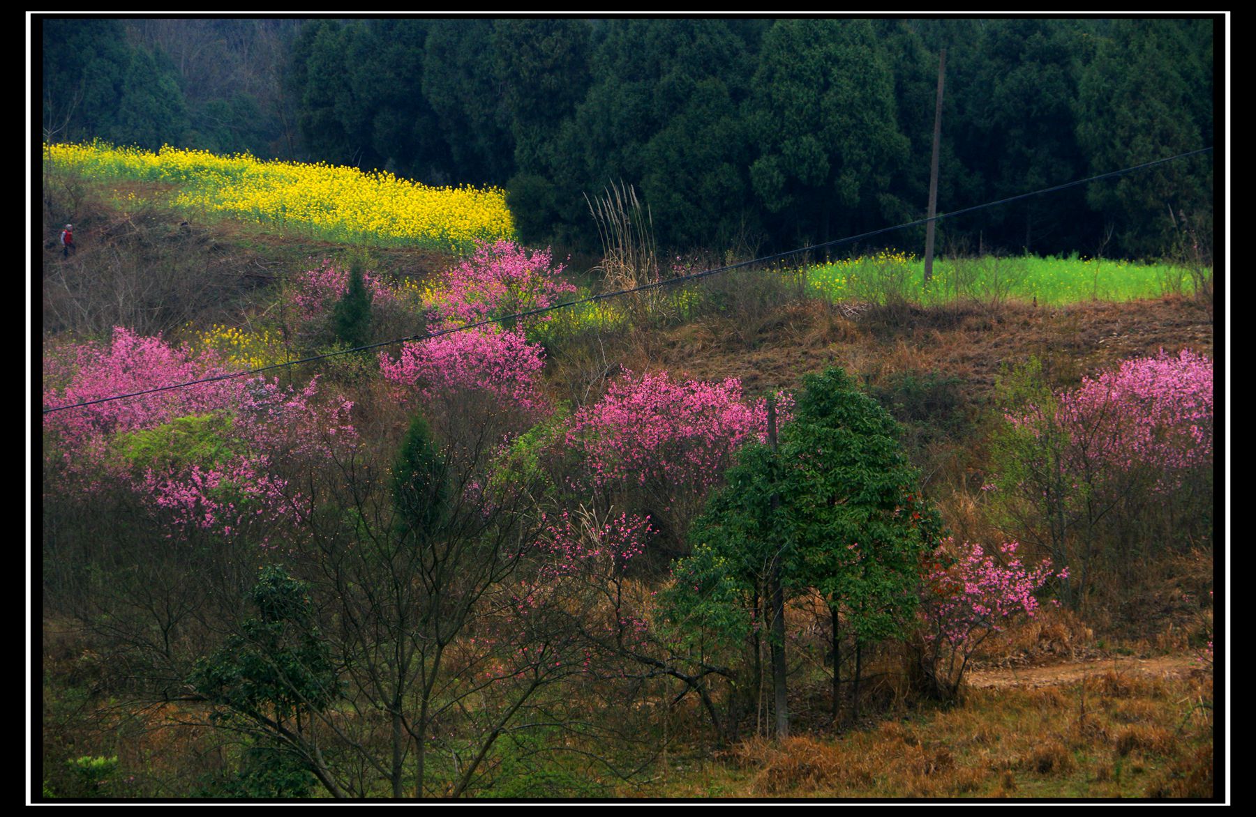 陌上花开论坛(陌上花开花卉论坛)