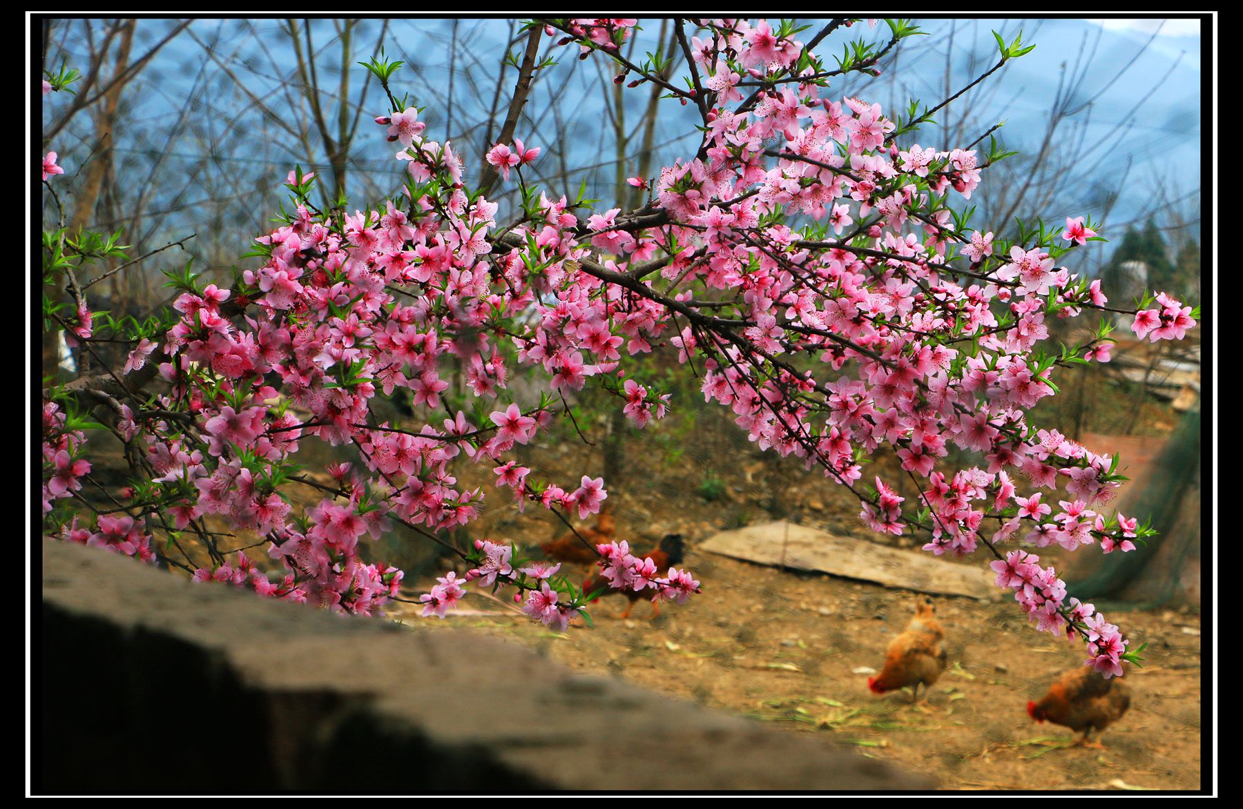 陌上花开