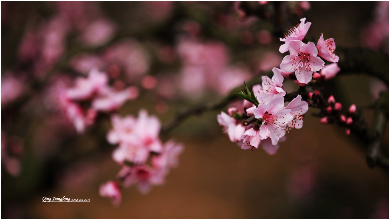 又到三月桃花開