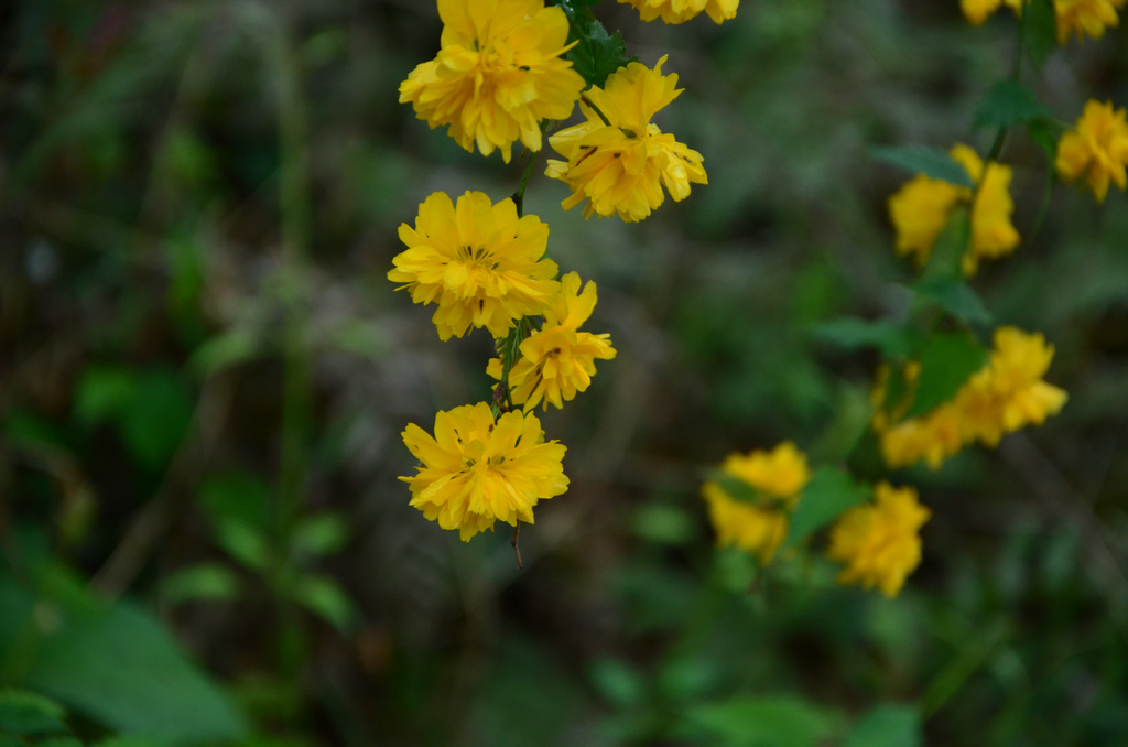 DSC_3136.JPG